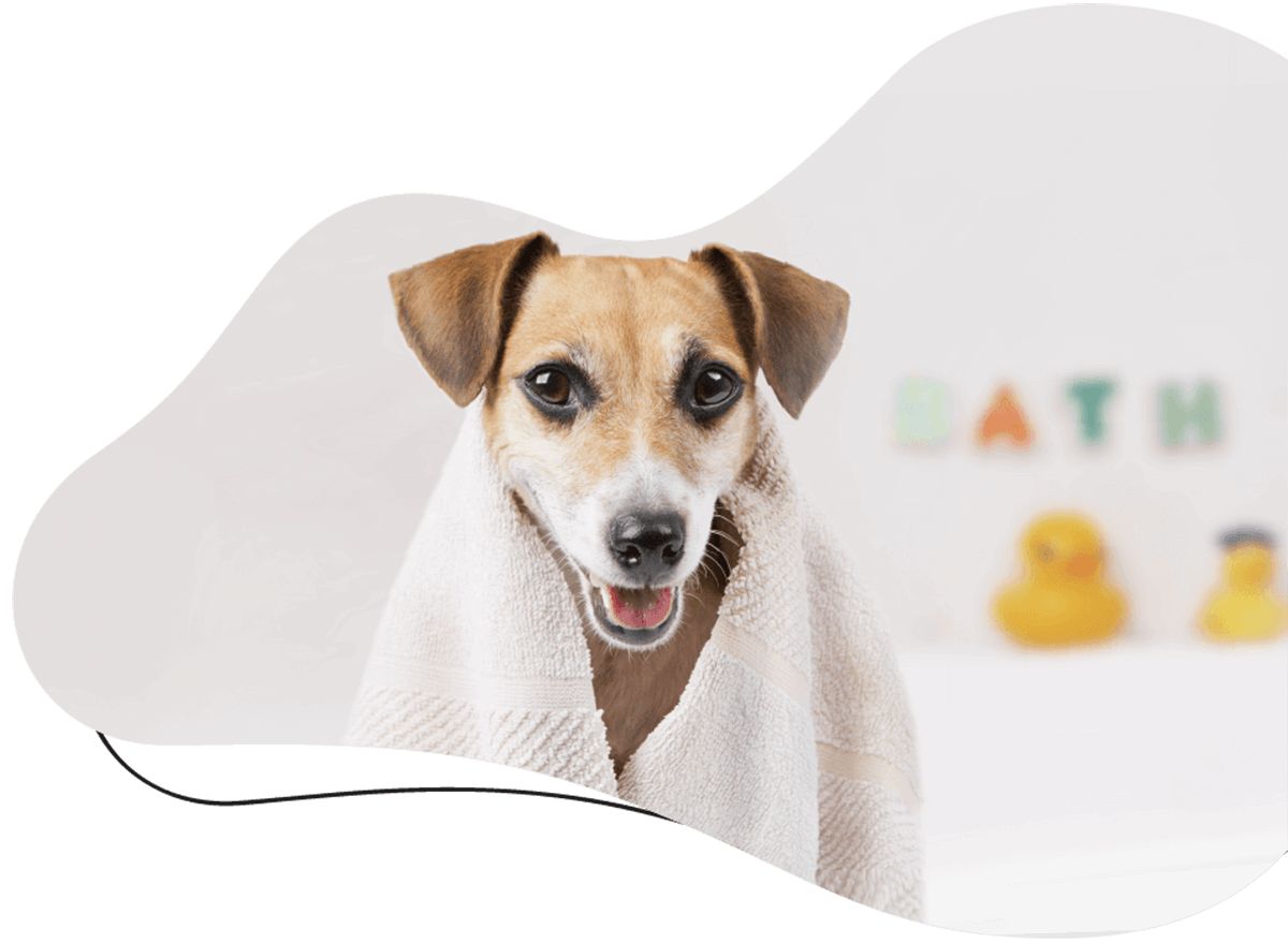 Pawsitive https://www.thecrazydogladies.com/wp-content/uploads/2019/07/hero_image_01.png